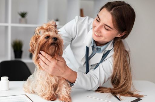 Pet Surgery